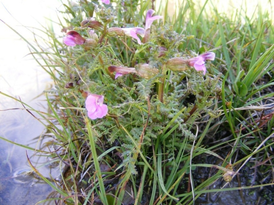 Pedicularis da id.